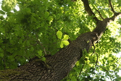 Quercus robur