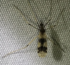 Erioptera venusta