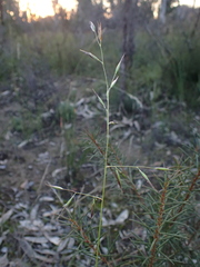 Rytidosperma fulvum