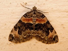 Dysstroma hersiliata