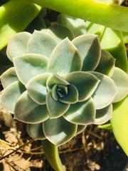 Sedeae