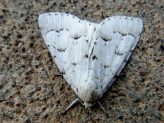 Acronicta innotata