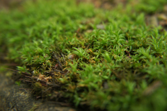 Bryophyta