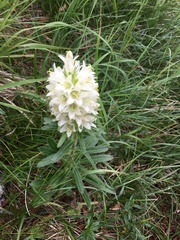 Campanula thyrsoides
