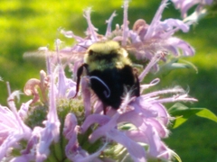Bombus griseocollis