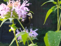 Bombus griseocollis