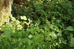 Geranium robertianum