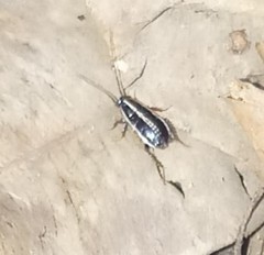 Blattella asahinai