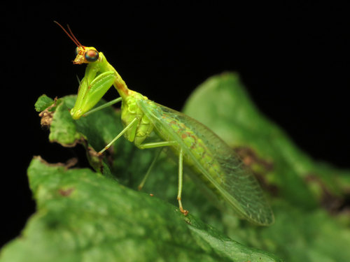 Green Mantisfly photo 3