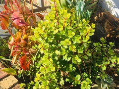 Portulacaria