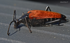 Stenelytrana emarginata