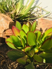 Crassulaceae