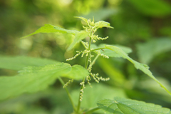 Urtica dioica