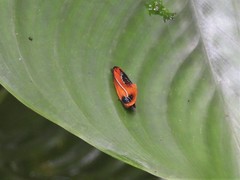 Coryptilum klugii