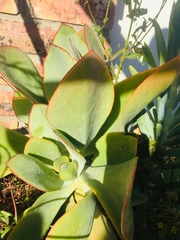 Crassulaceae