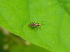 Pachypeltis humerale