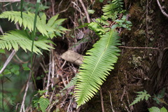 Struthiopteris niponica