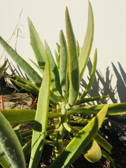 Magnoliopsida