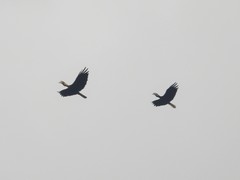 Rhyticeros subruficollis