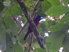 Cymbirhynchus macrorhynchos