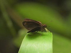 Ancistroides nigrita
