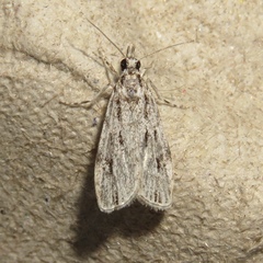 Eudonia strigalis