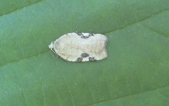 Acleris cervinana