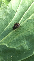 Coccinellidae