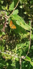 Polygonia c-album