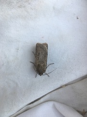 Actebia balanitis