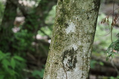 Magnolia obovata