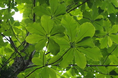 Magnolia obovata
