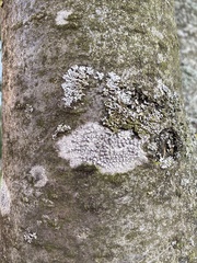 Lecanora