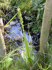 Platanthera huronensis