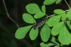 Lycocerus attristatus