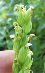 Platanthera huronensis