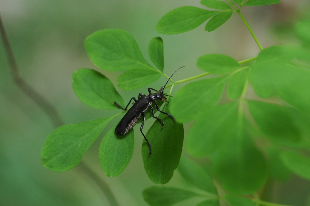 Lycocerus attristatus