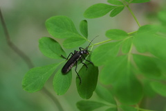 Lycocerus attristatus