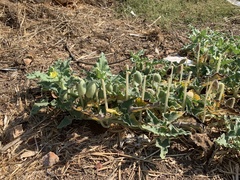 Ecballium elaterium