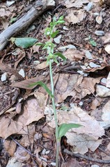 Epipactis persica