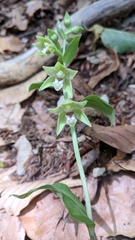 Epipactis persica
