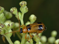 Phyllobrotica quadrimaculata