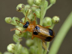 Phyllobrotica quadrimaculata