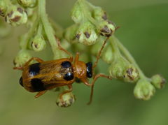 Phyllobrotica quadrimaculata