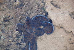 Octopodoidea