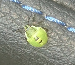 Palomena prasina
