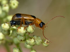Phyllobrotica quadrimaculata