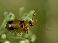 Phyllobrotica quadrimaculata