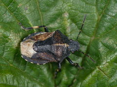 Rhacognathus punctatus