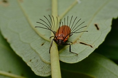 Simianus melanocephalus